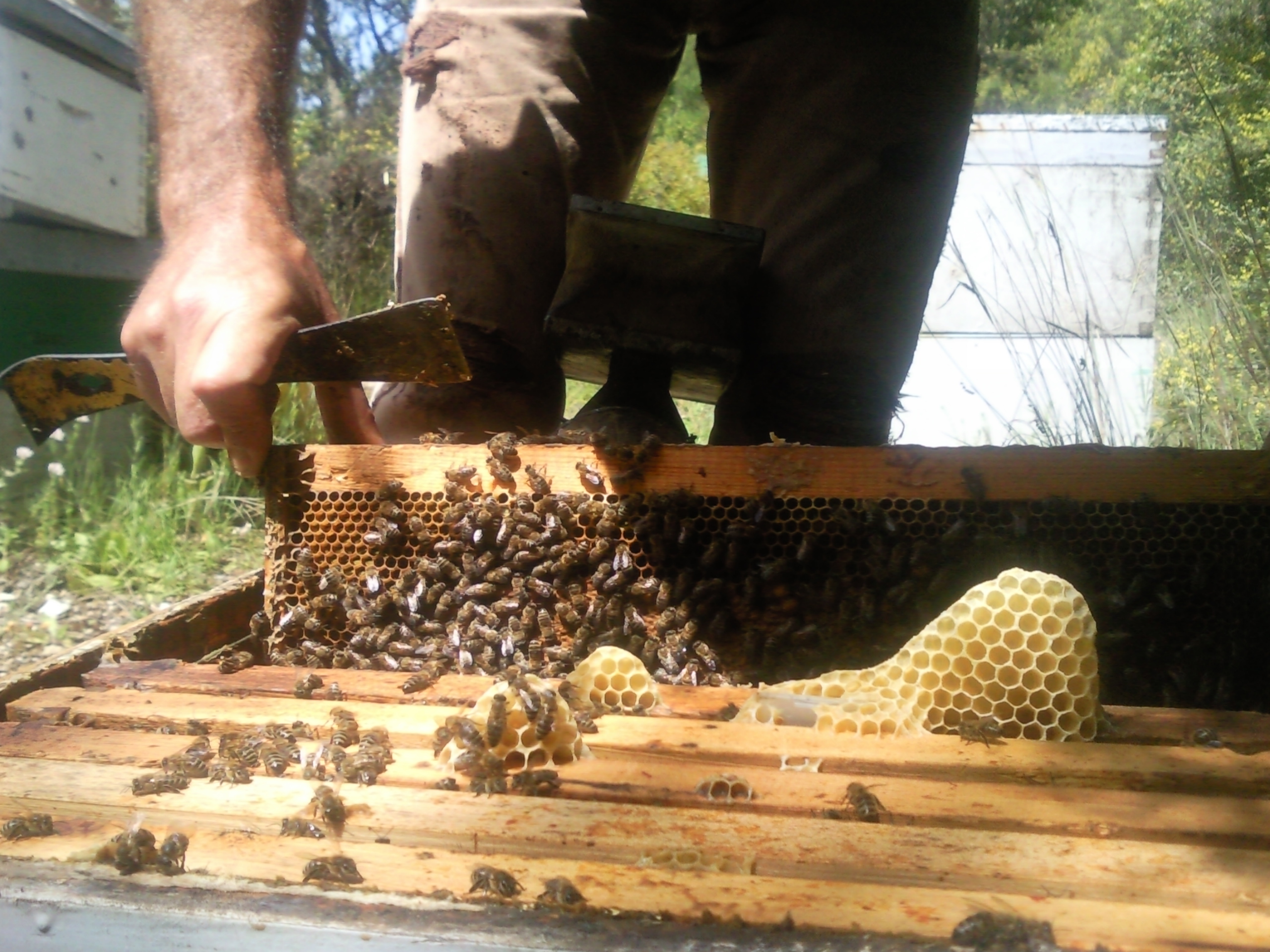 Corfu Beekeeping Vasilakis