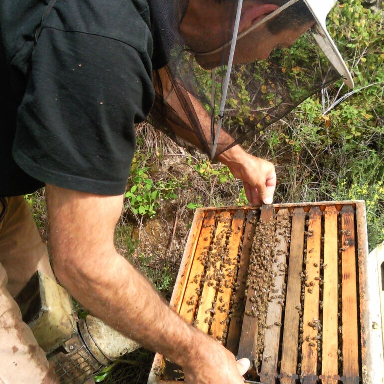 Corfu Beekeeping Vasilakis