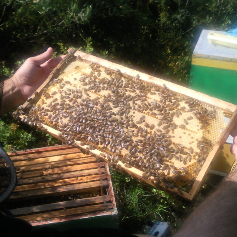 Corfu Beekeeping Vasilakis