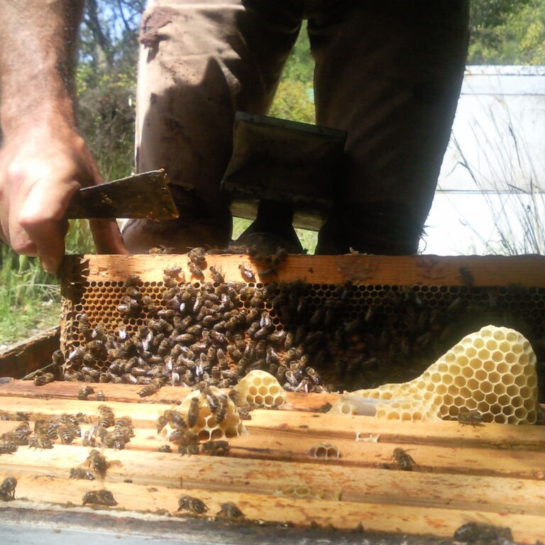 Corfu Beekeeping Vasilakis