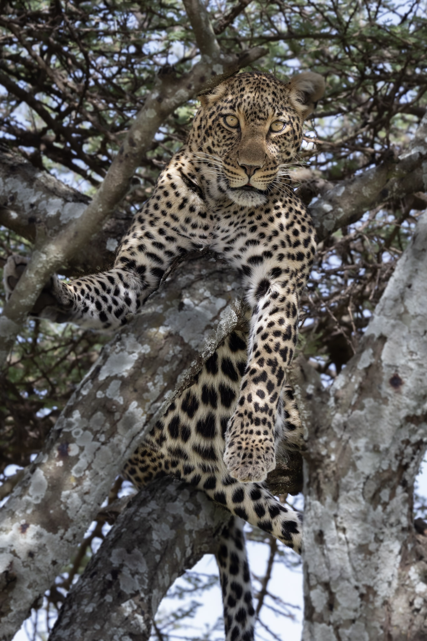 Echelon Safaris