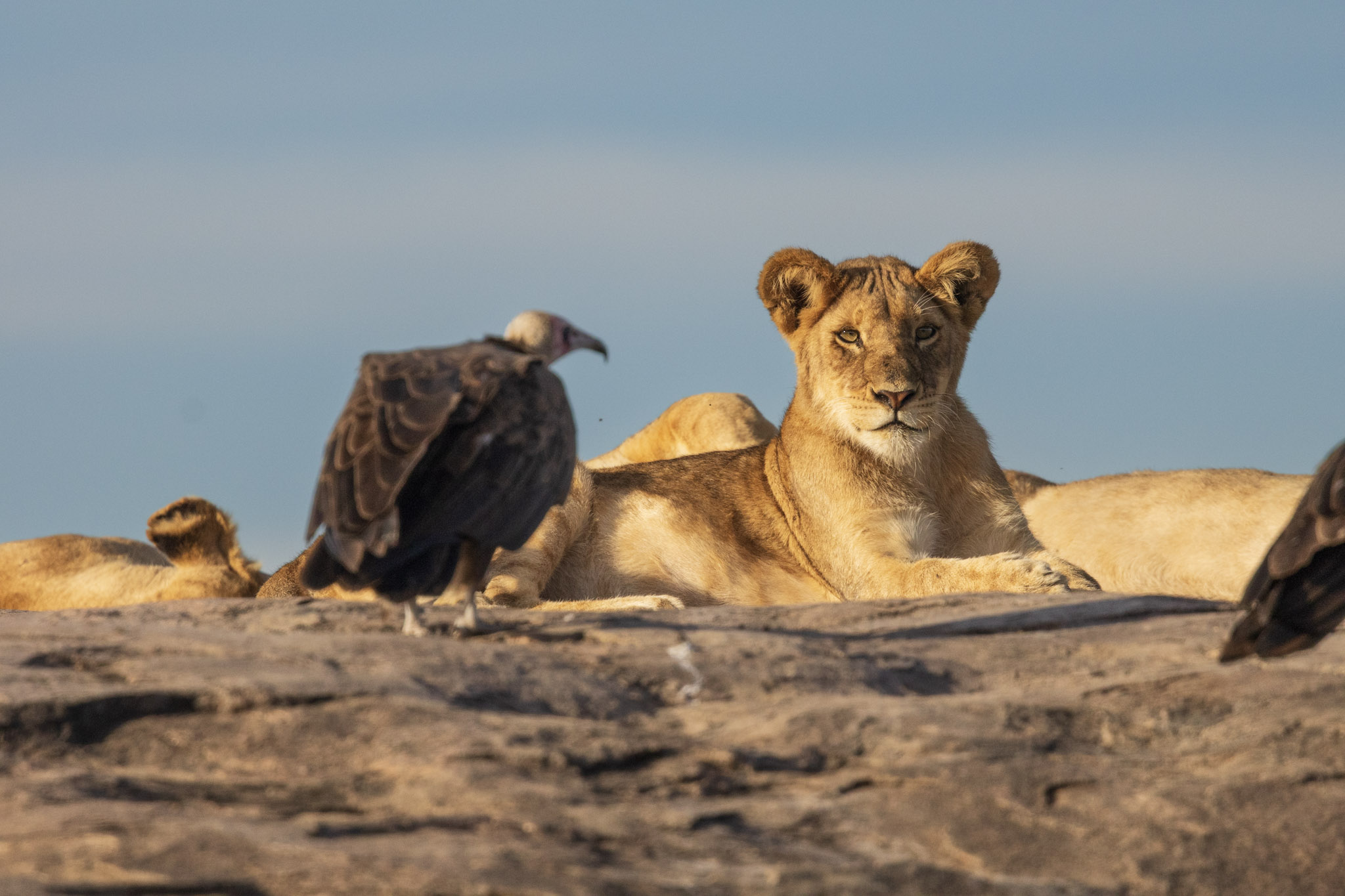 Echelon Safaris
