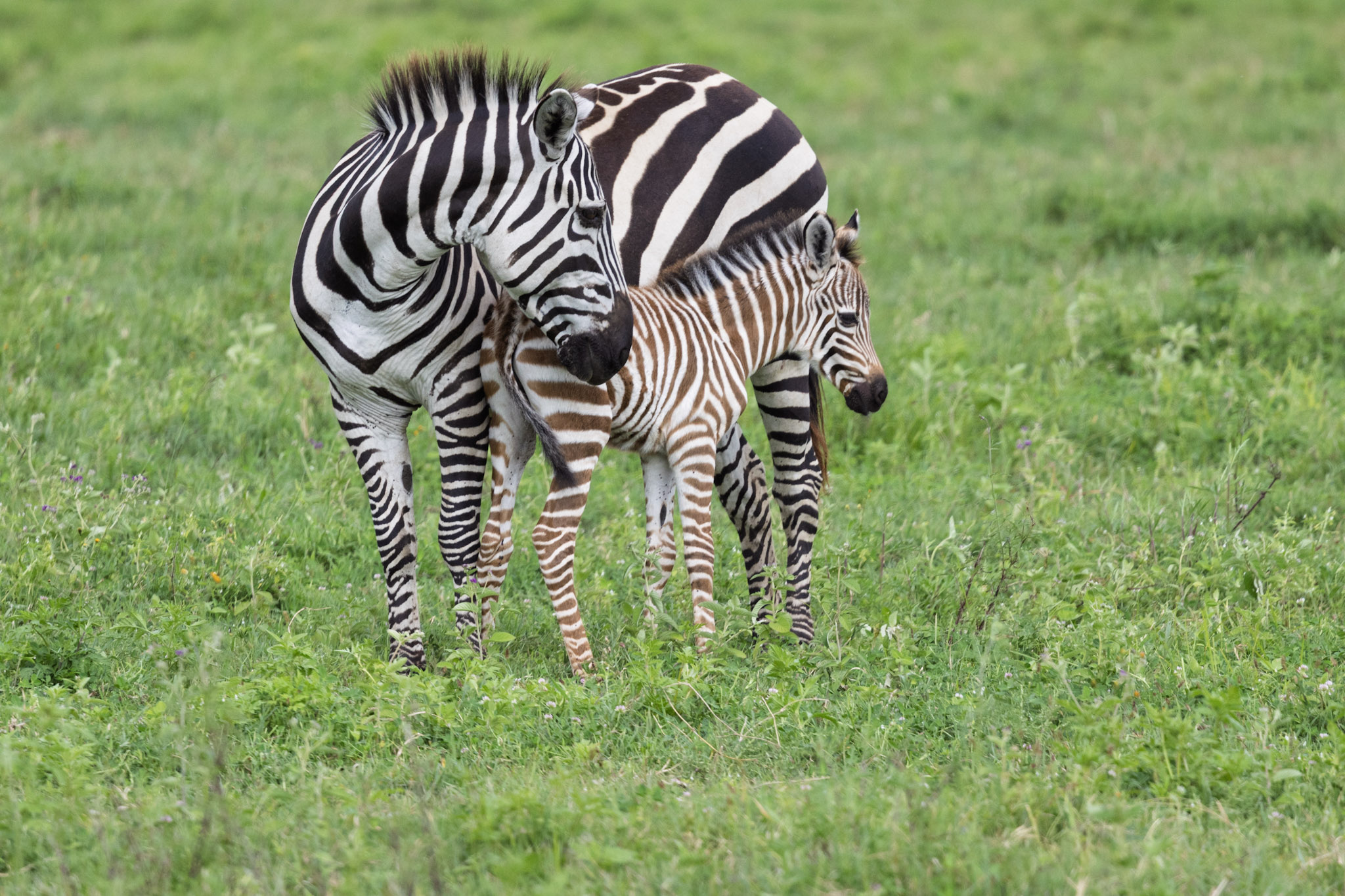 Echelon Safaris