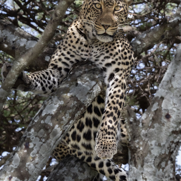 Echelon Safaris