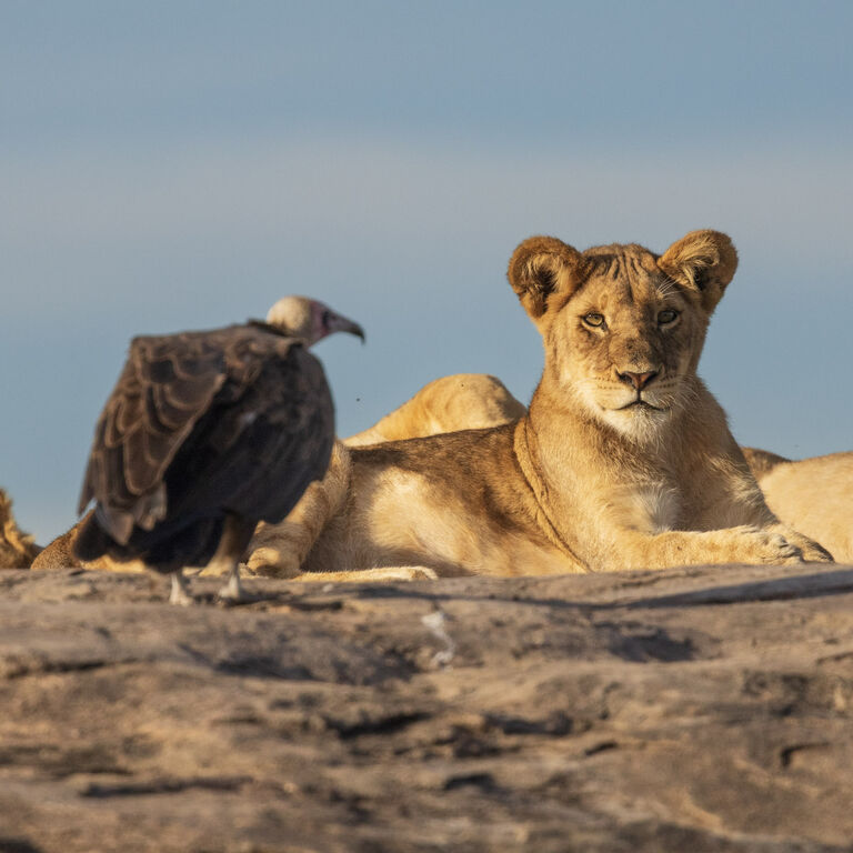 Echelon Safaris
