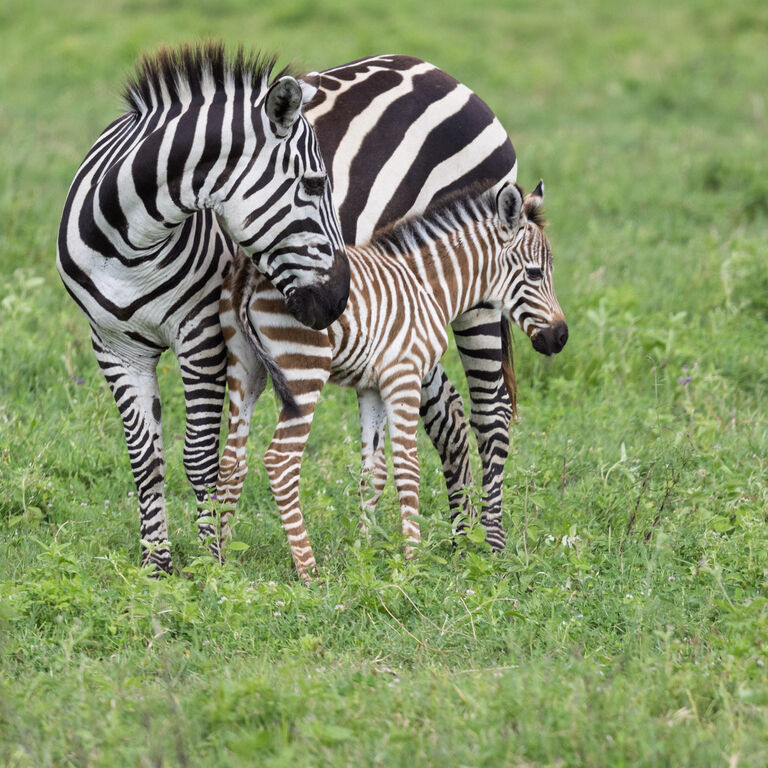 Echelon Safaris