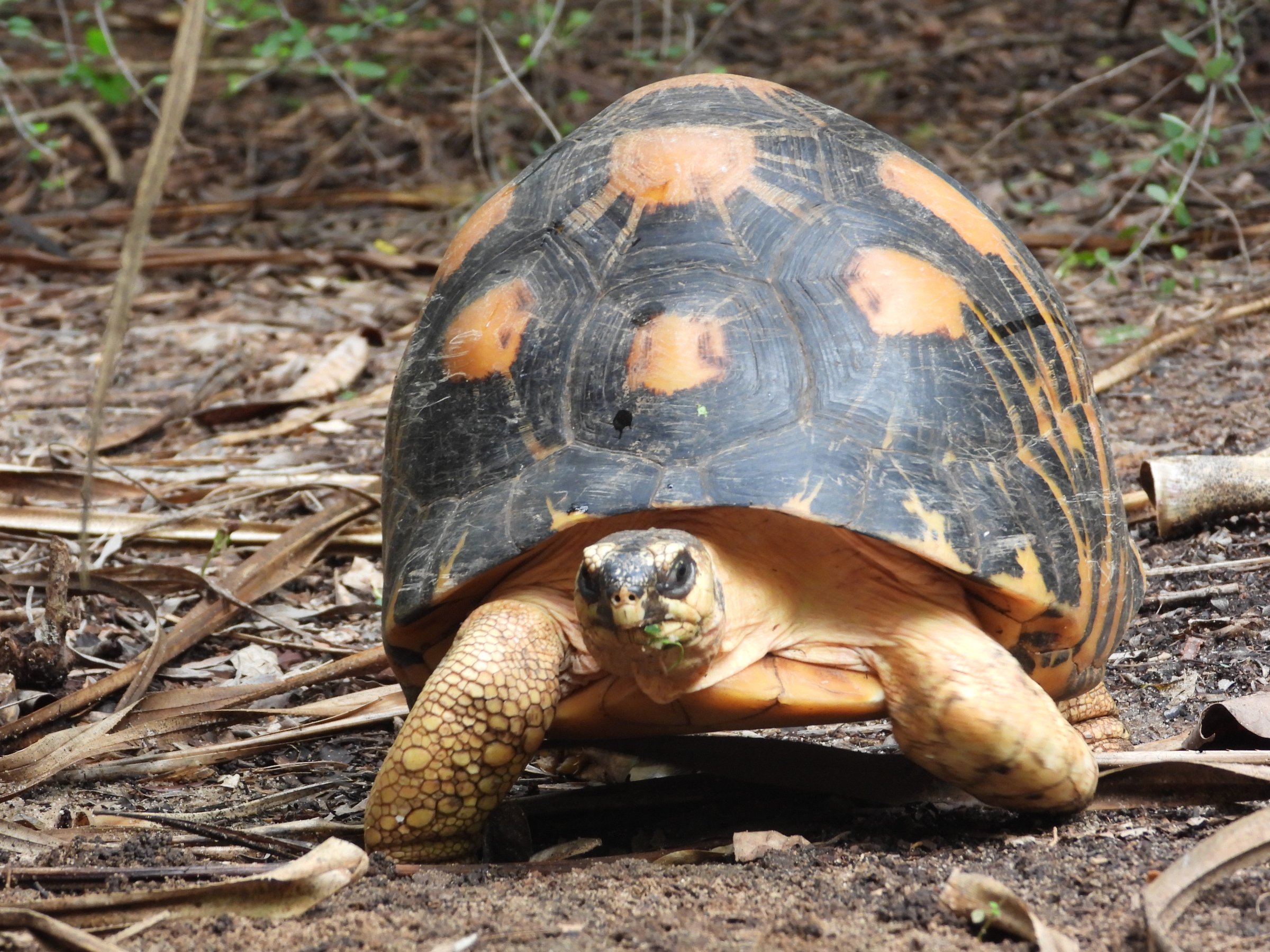 Zazamalala Wildlife Centre