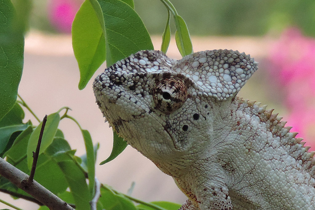 Zazamalala Wildlife Centre