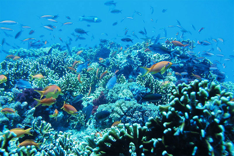 Get Bali Tour