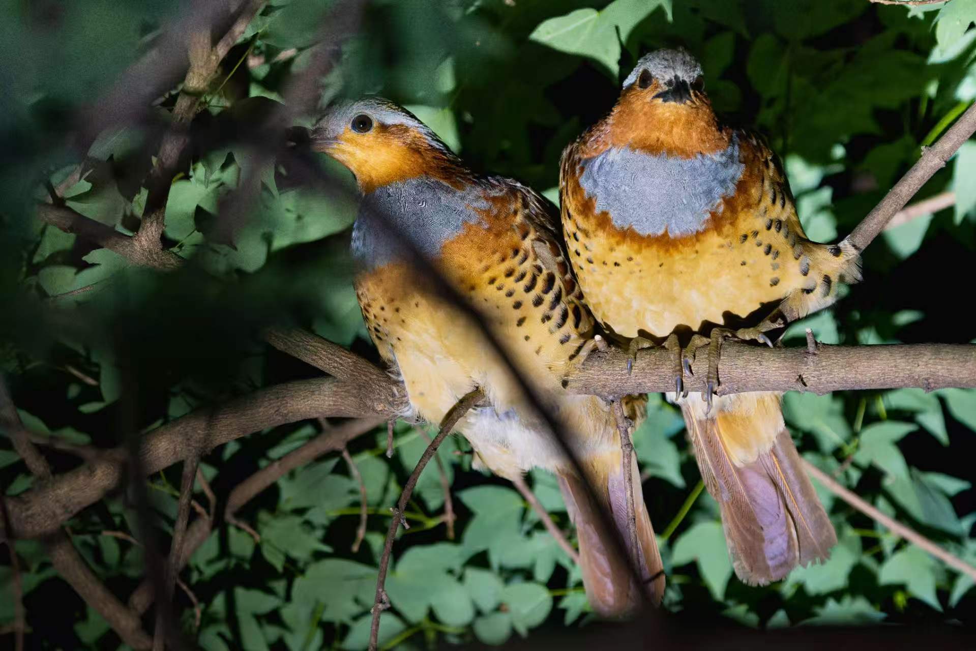 Orange-Kite Birding