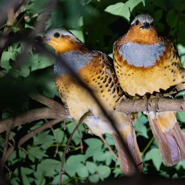 Orange-Kite Birding