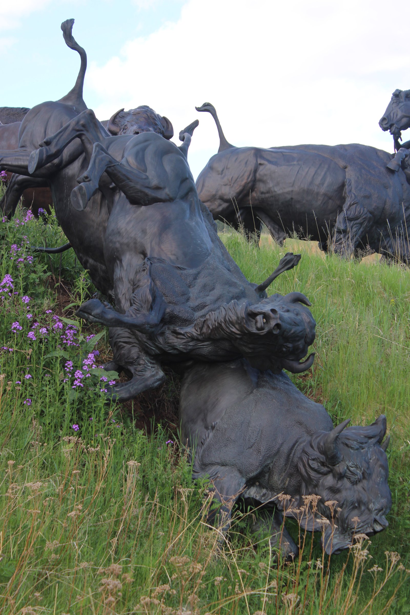 Tatanka, Story of the Bison