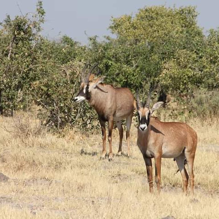 Central Kalahari Game Reserve