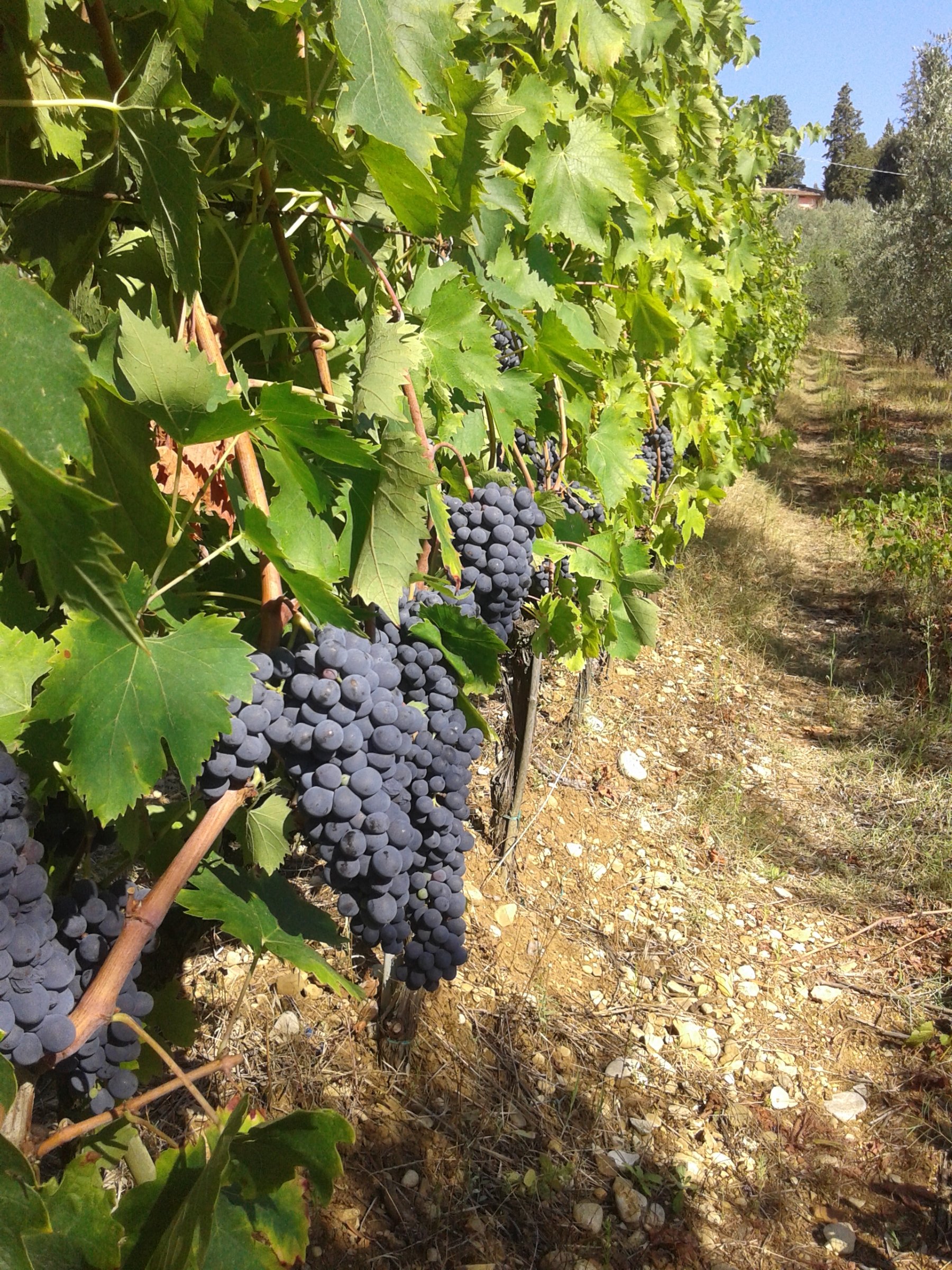 agricampeggio cipollatico
