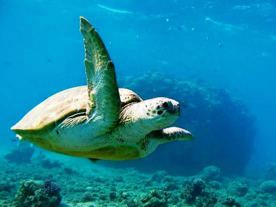 transfer Luxor to Marsa Alam