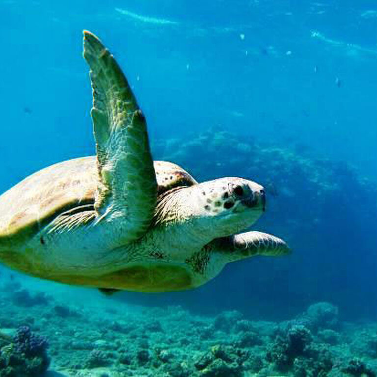 transfer Luxor to Marsa Alam