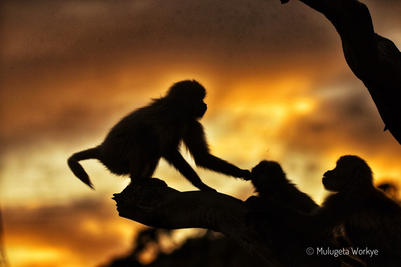 Ethiopian Photography Tours