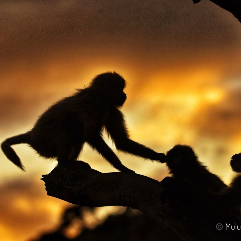 Ethiopian Photography Tours