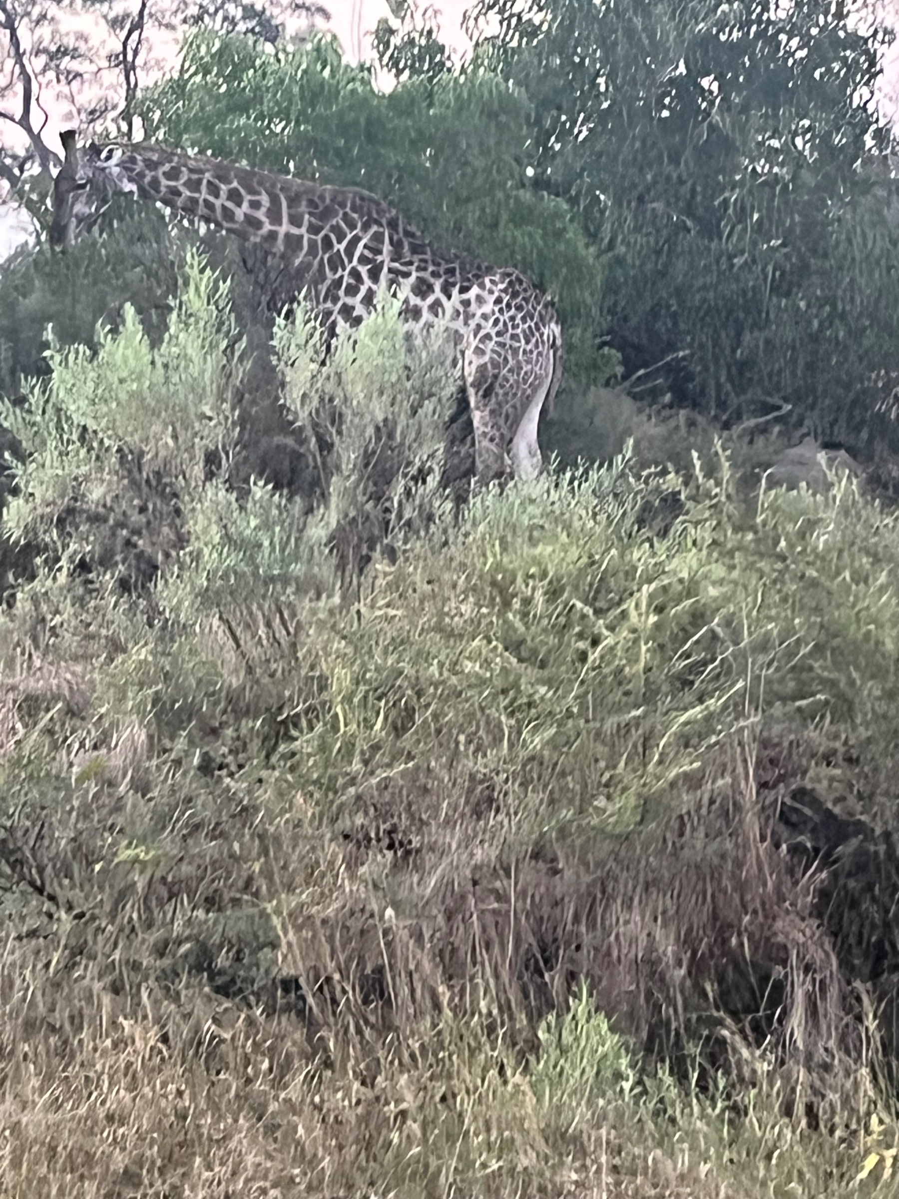 Kabo Makutu