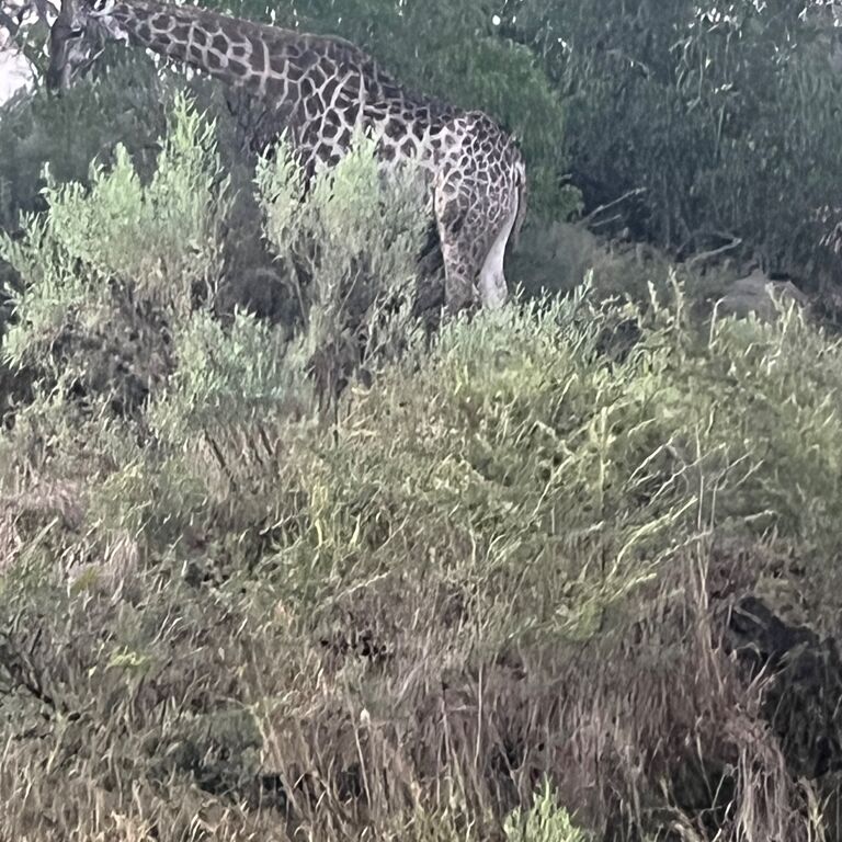 Kabo Makutu