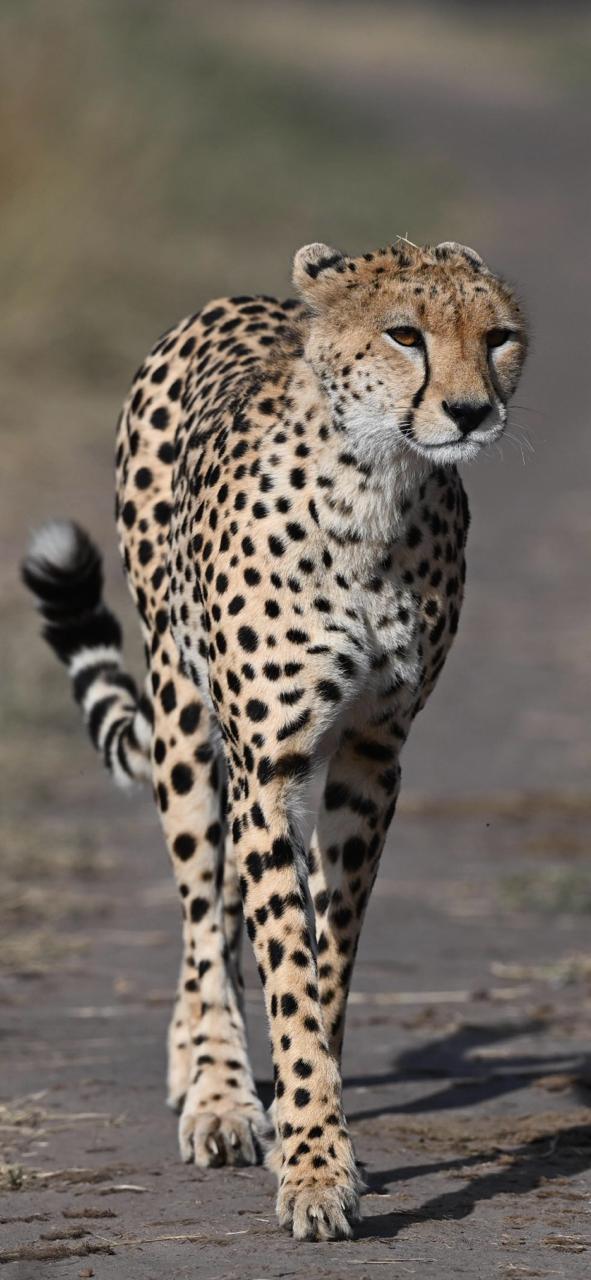 Kenya Safari Adventures