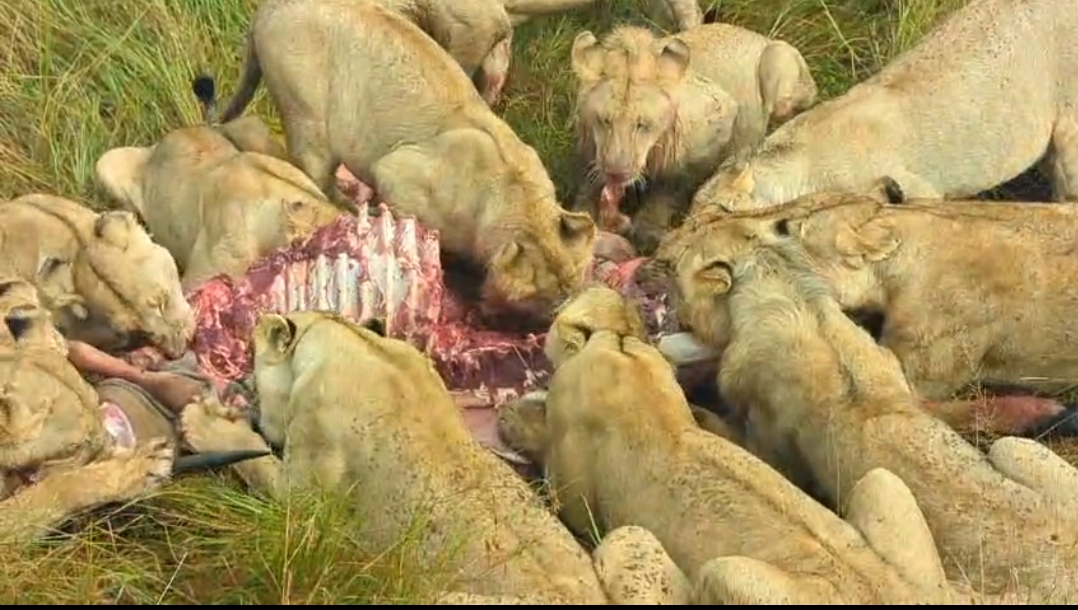 Kenya Safari Adventures