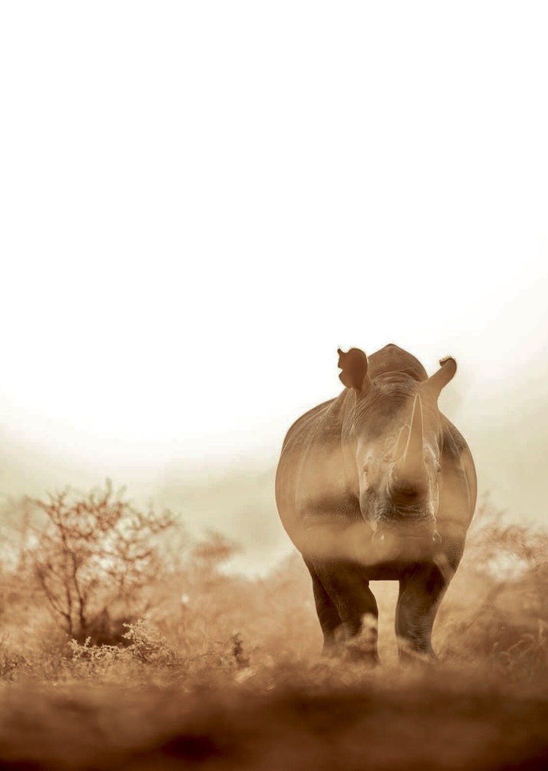 Clotilda Safaris