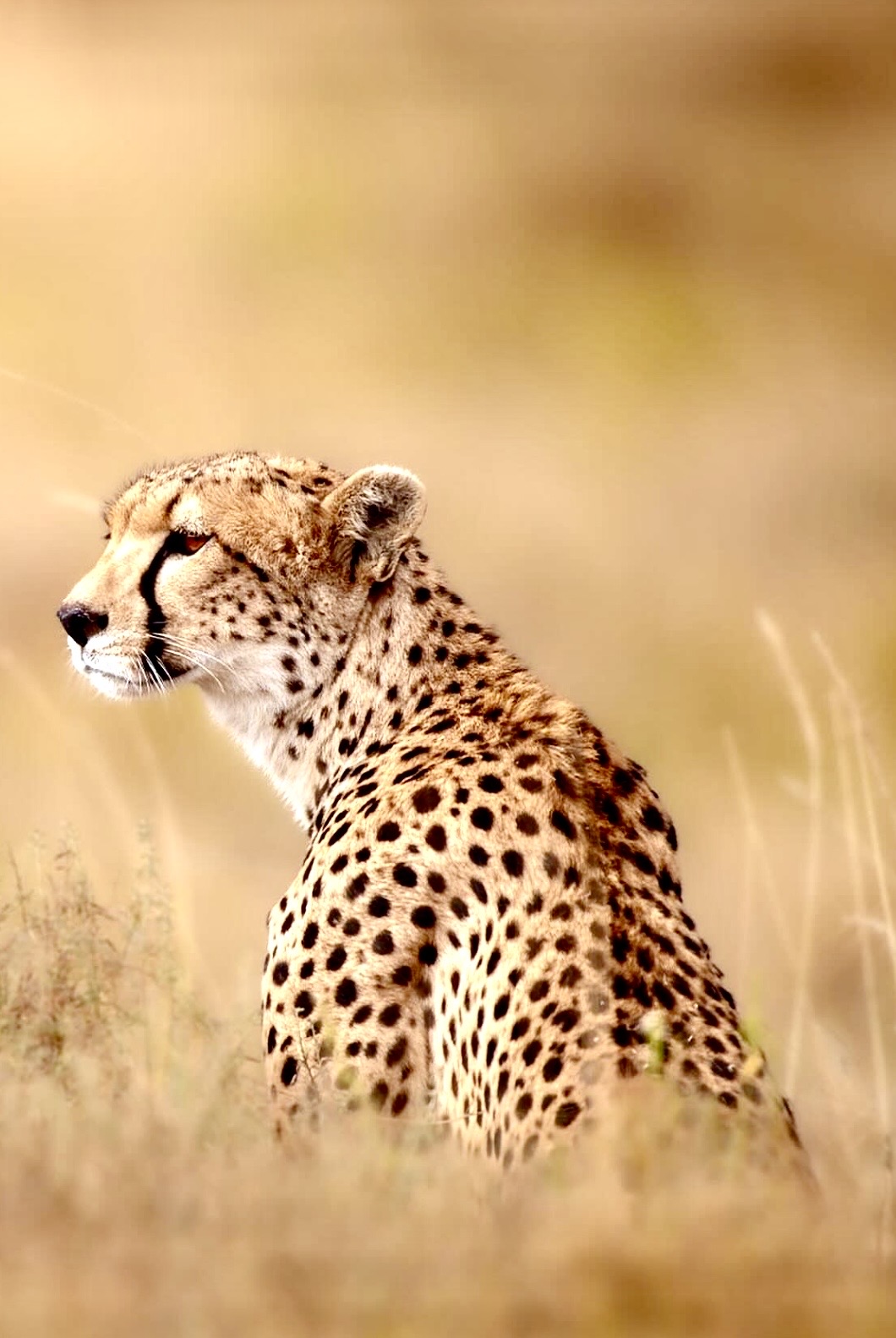 Clotilda Safaris