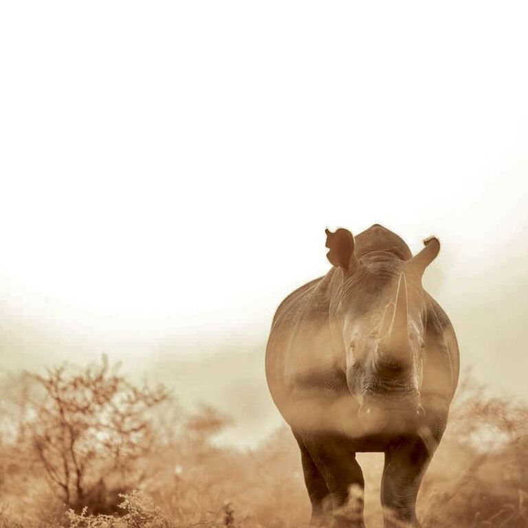 Clotilda Safaris