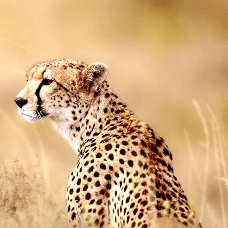 Clotilda Safaris