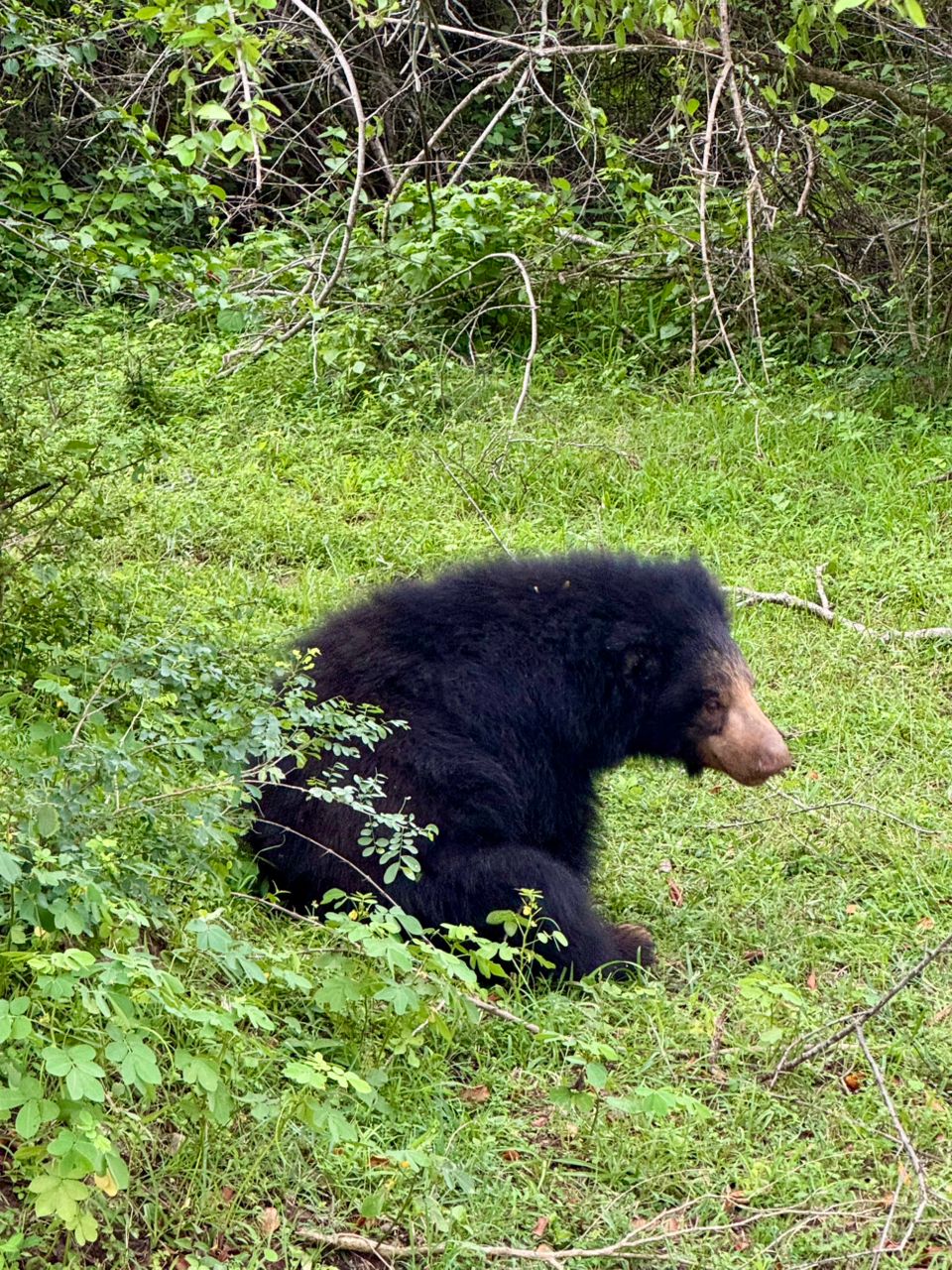 Yala Nature Safari