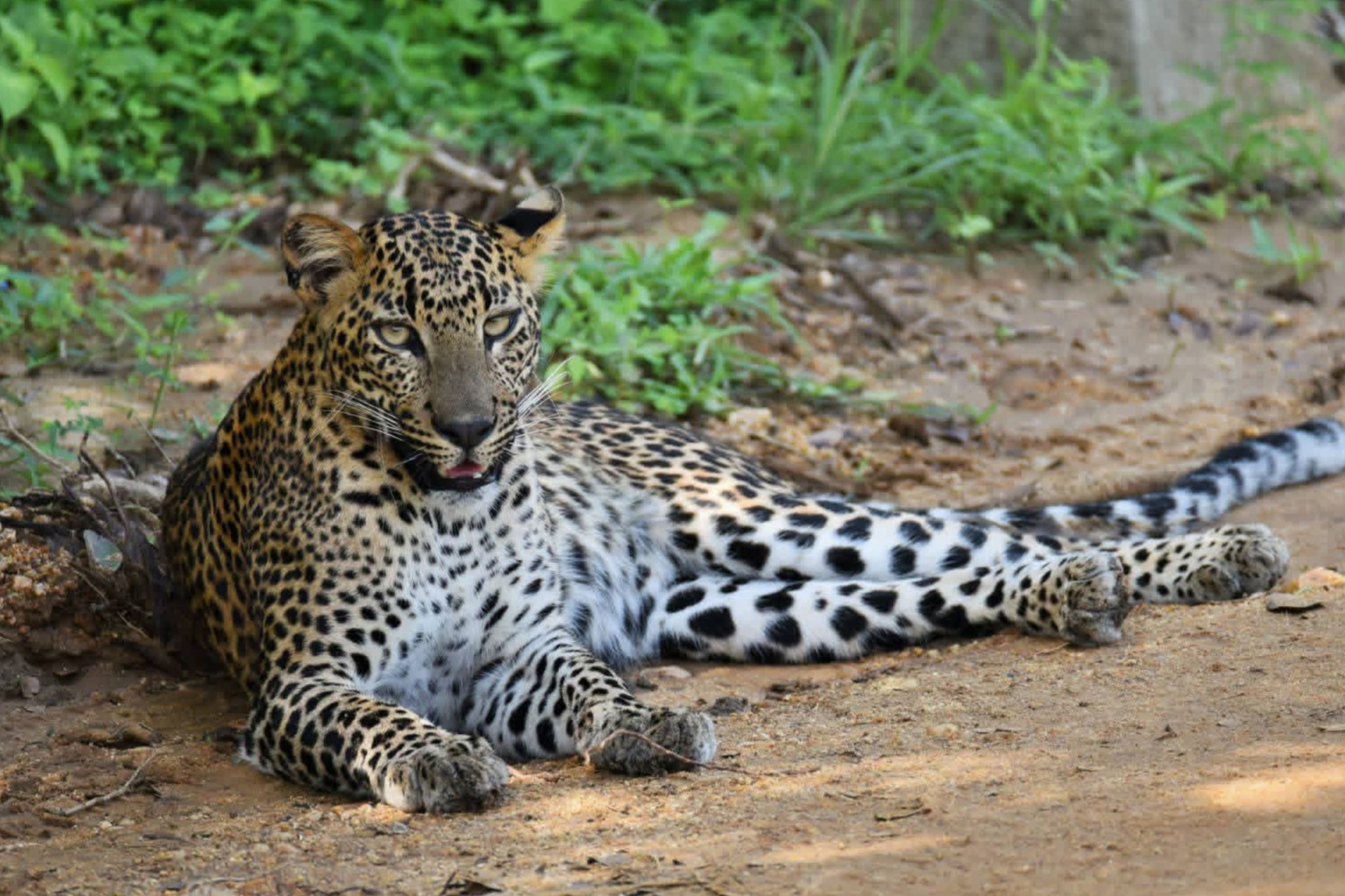 Yala Nature Safari