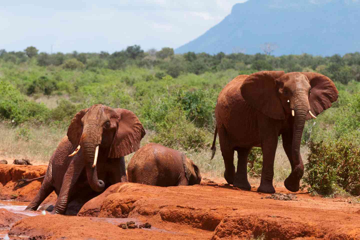 majestic kenya safaris