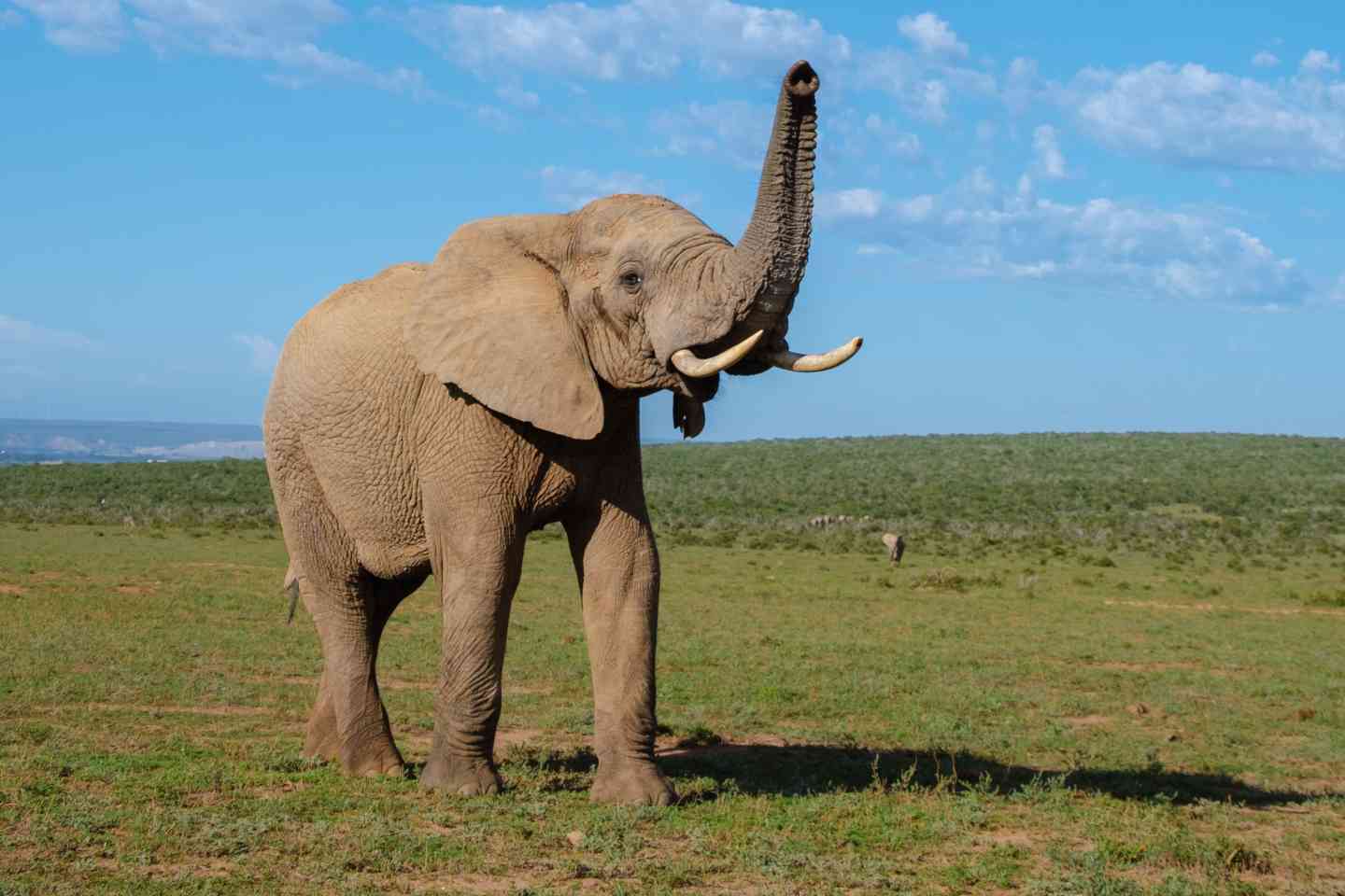 majestic kenya safaris
