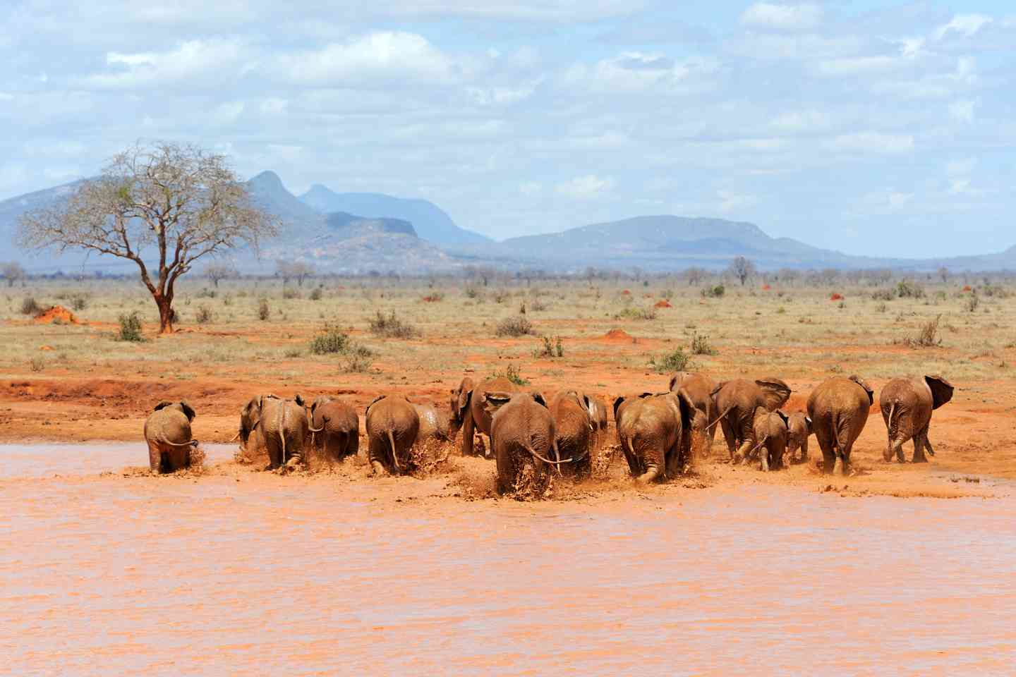 majestic kenya safaris