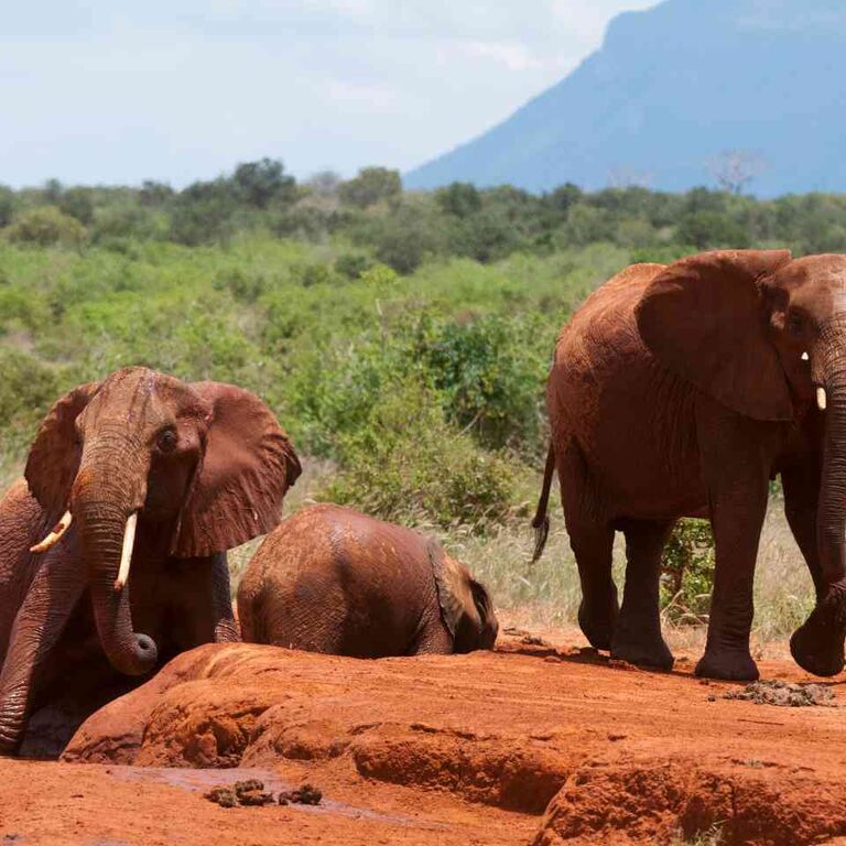 majestic kenya safaris