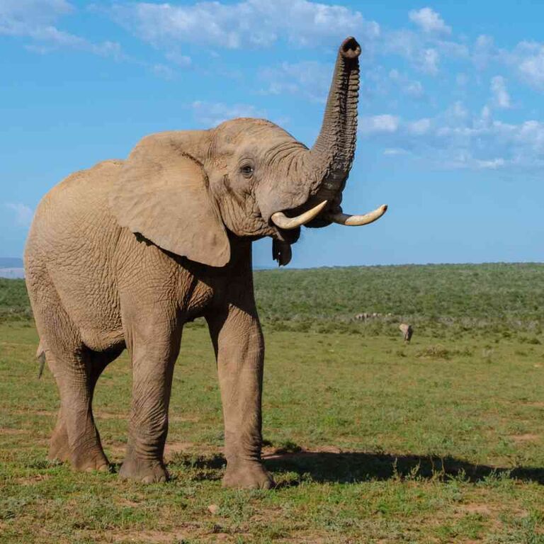 majestic kenya safaris