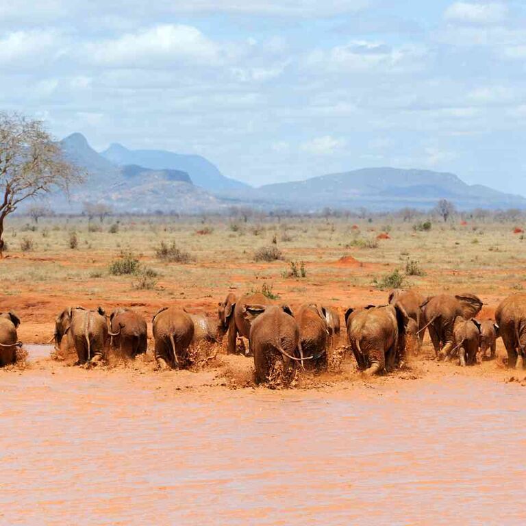 majestic kenya safaris