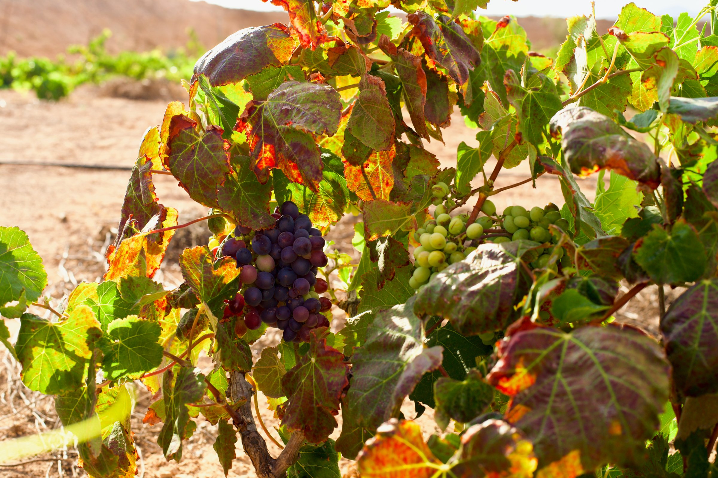 Bodegas Conatvs