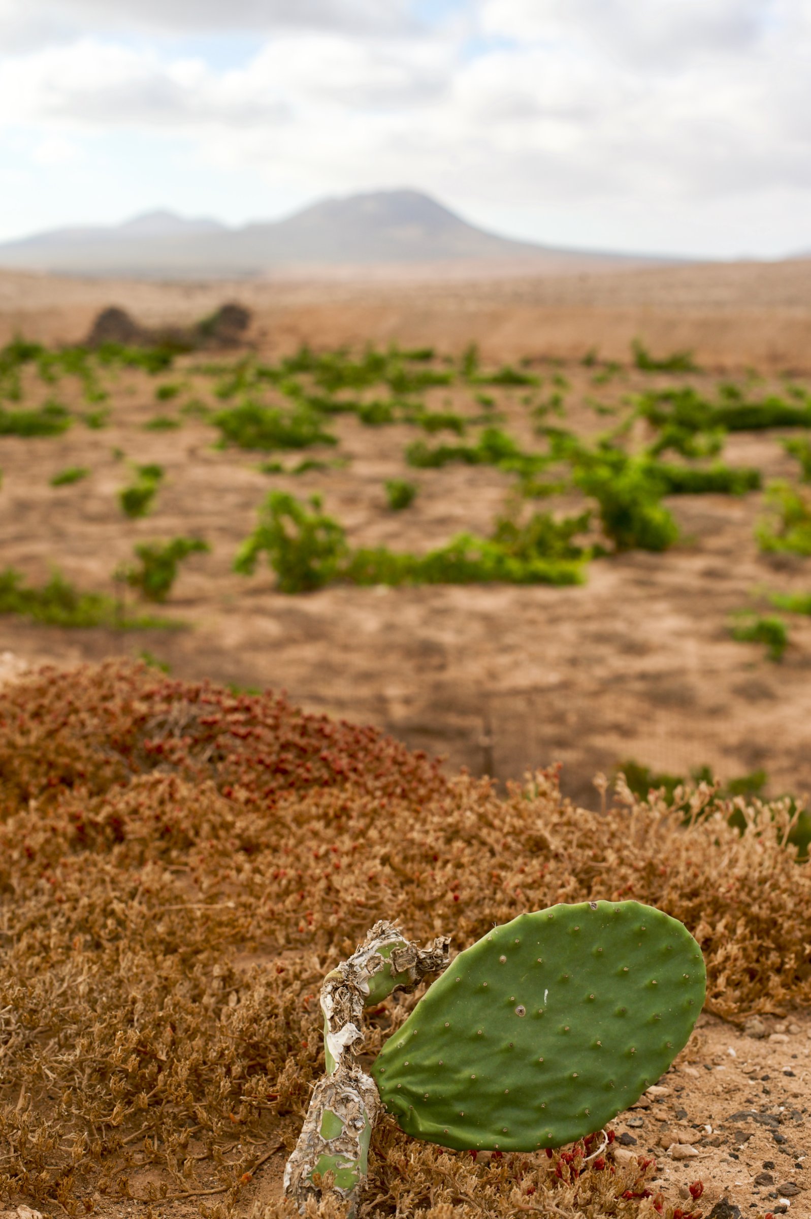 Bodegas Conatvs