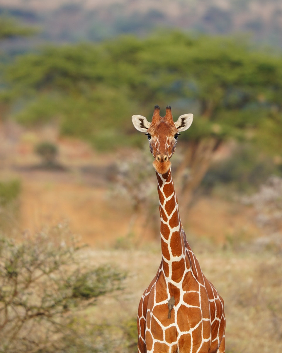 Murife Kenya Safaris