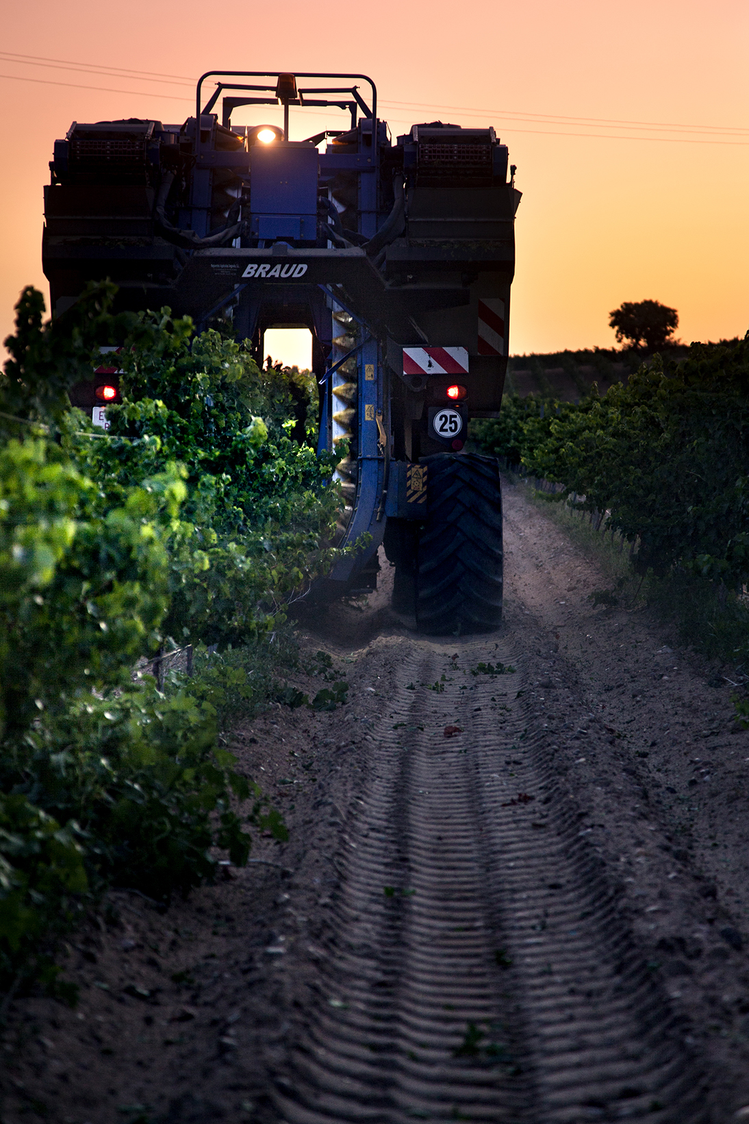 Bodega Cuatro Rayas