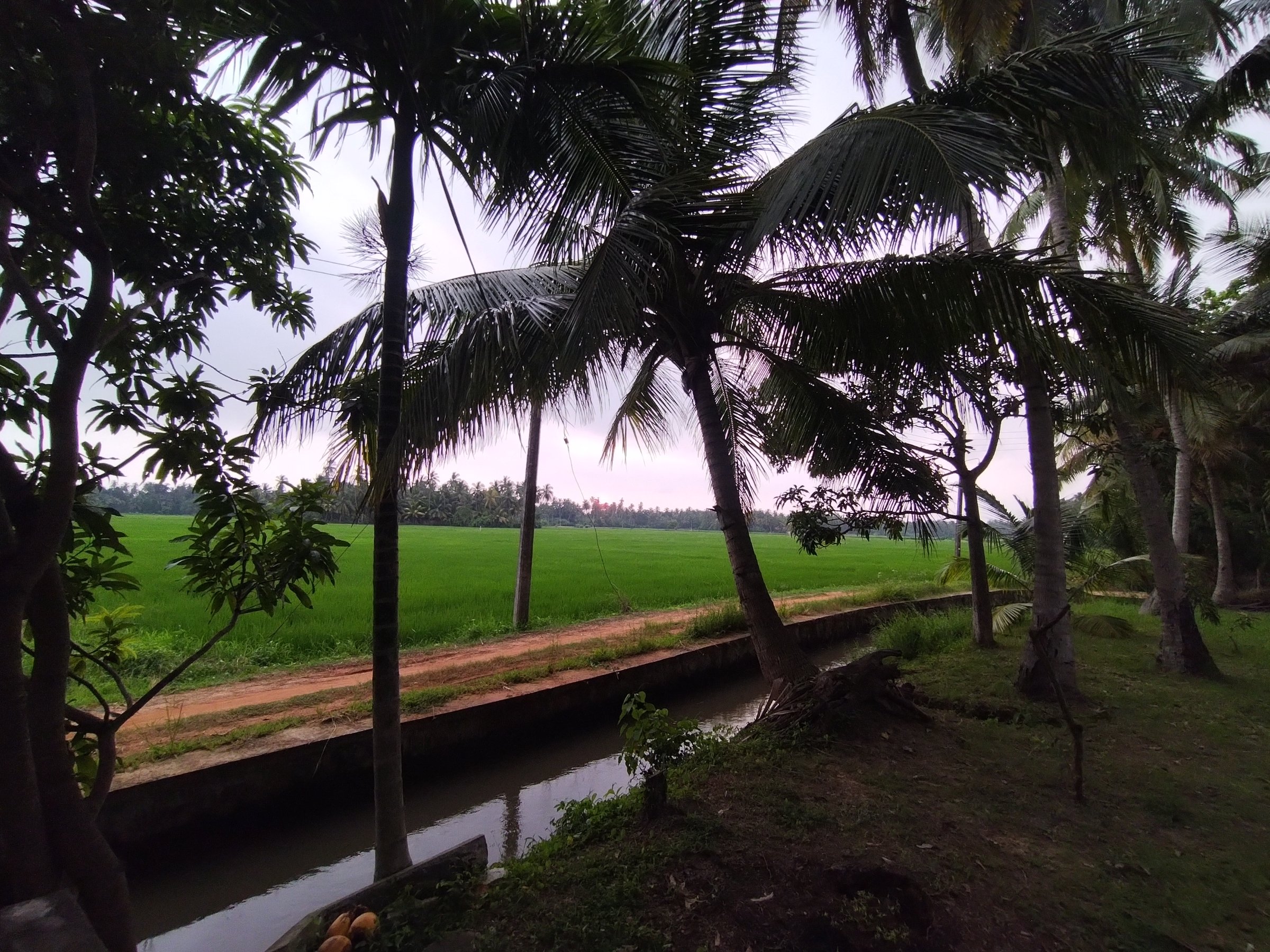 Village mango resort & Yala sa