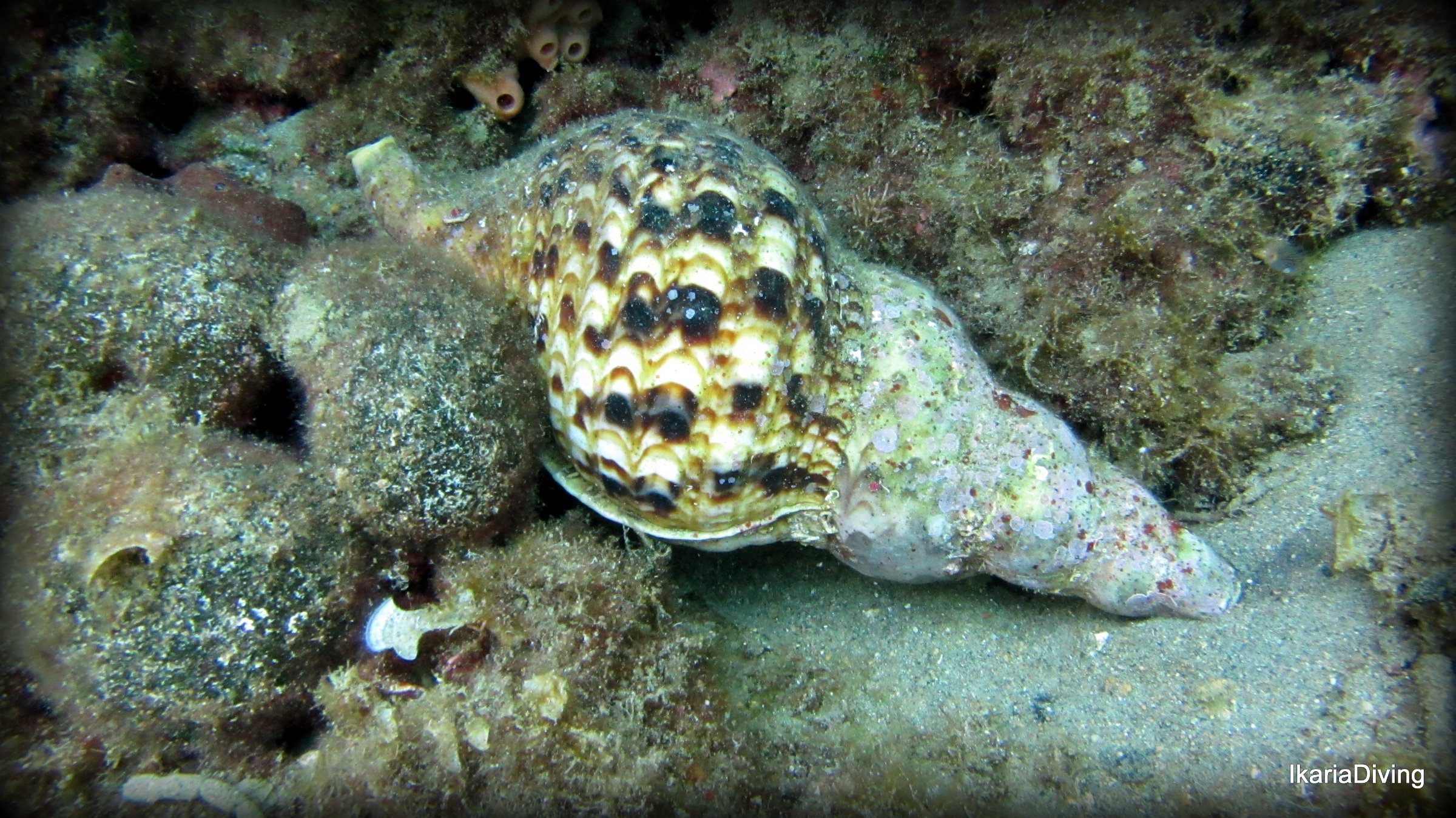 Ikaria diving and watersports