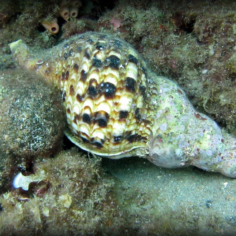 Ikaria diving and watersports