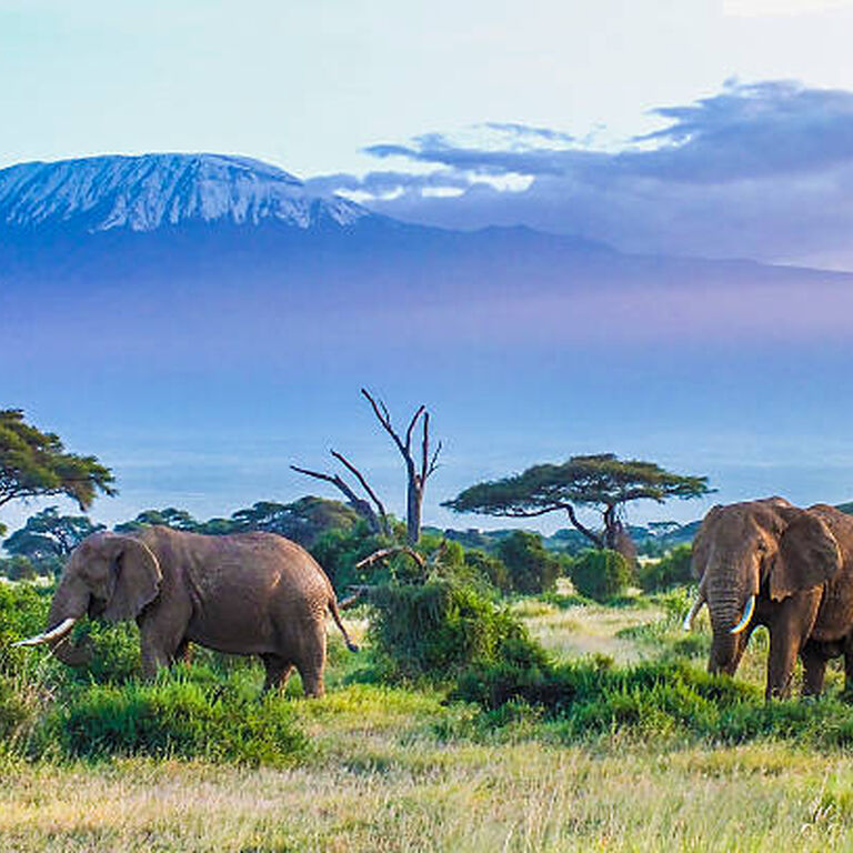 NAMSA Prestigious Tours