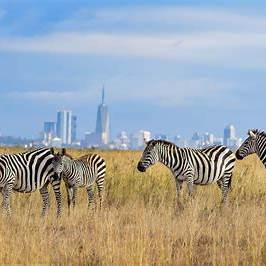 NAMSA Prestigious Tours