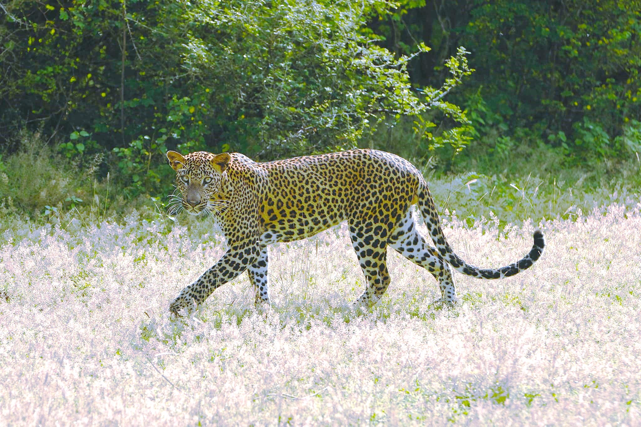 Yala Shenu Safari Tours & Taxi Services