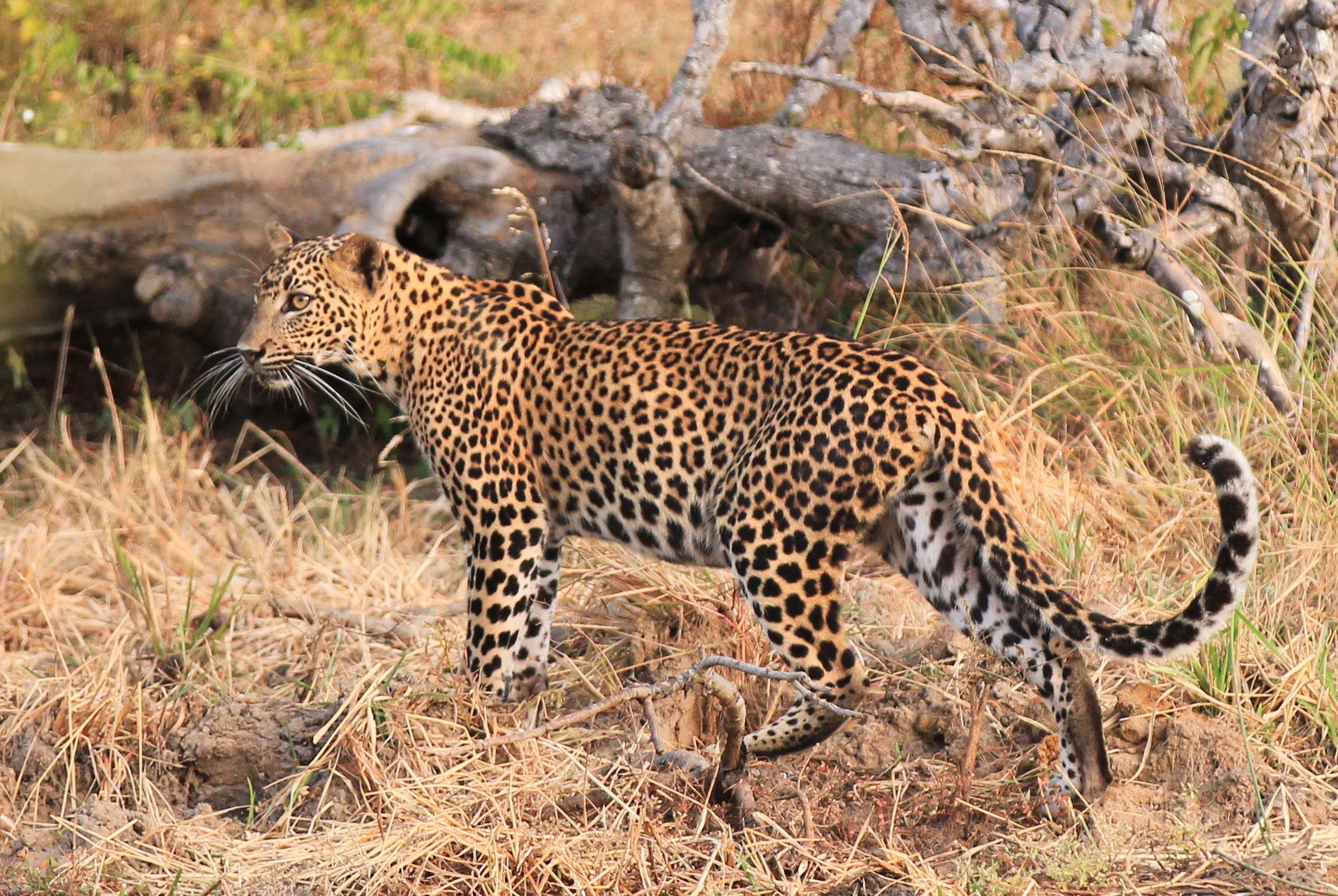 Yala Shenu Safari Tours & Taxi Services