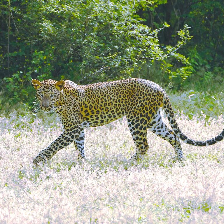 Yala Shenu Safari Tours & Taxi Services